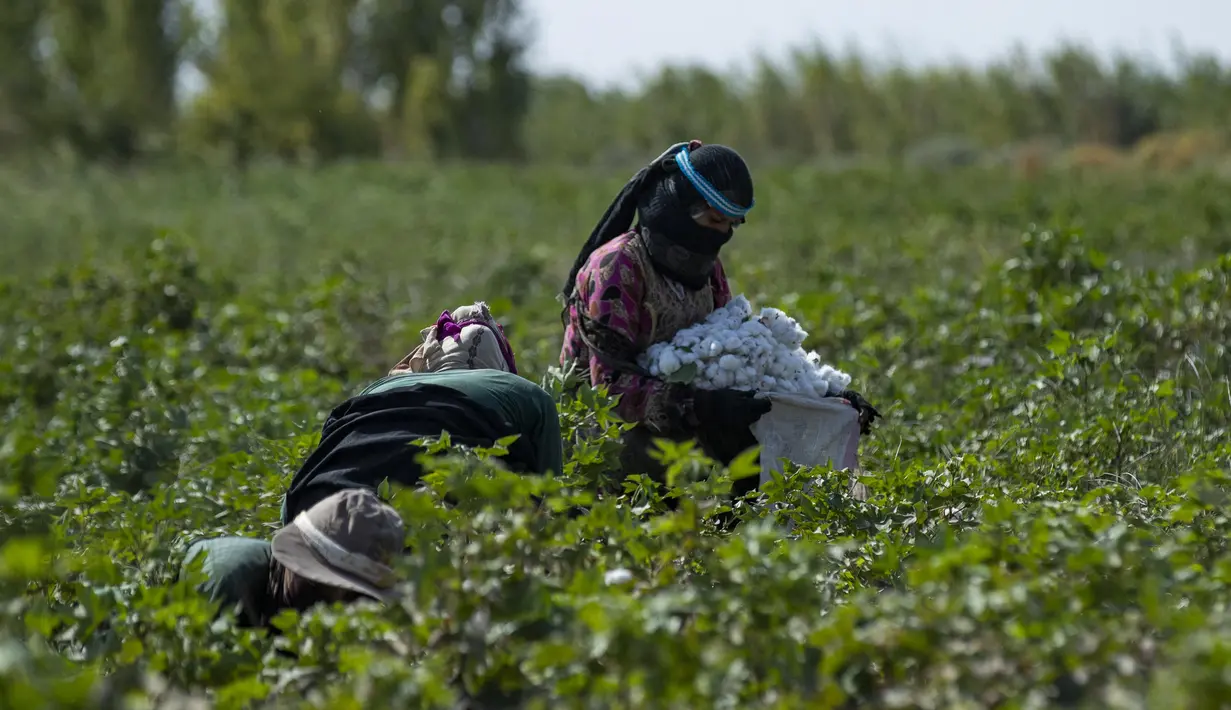 Para wanita memanen kapas di sebuah ladang di pedesaan Raqa di Suriah utara (20/9/2022). Kapas tersebut kemudian diangkut ke gudang di bawah kendali pemerintahan Kurdi Suriah. (AFP/Delil Souleiman)