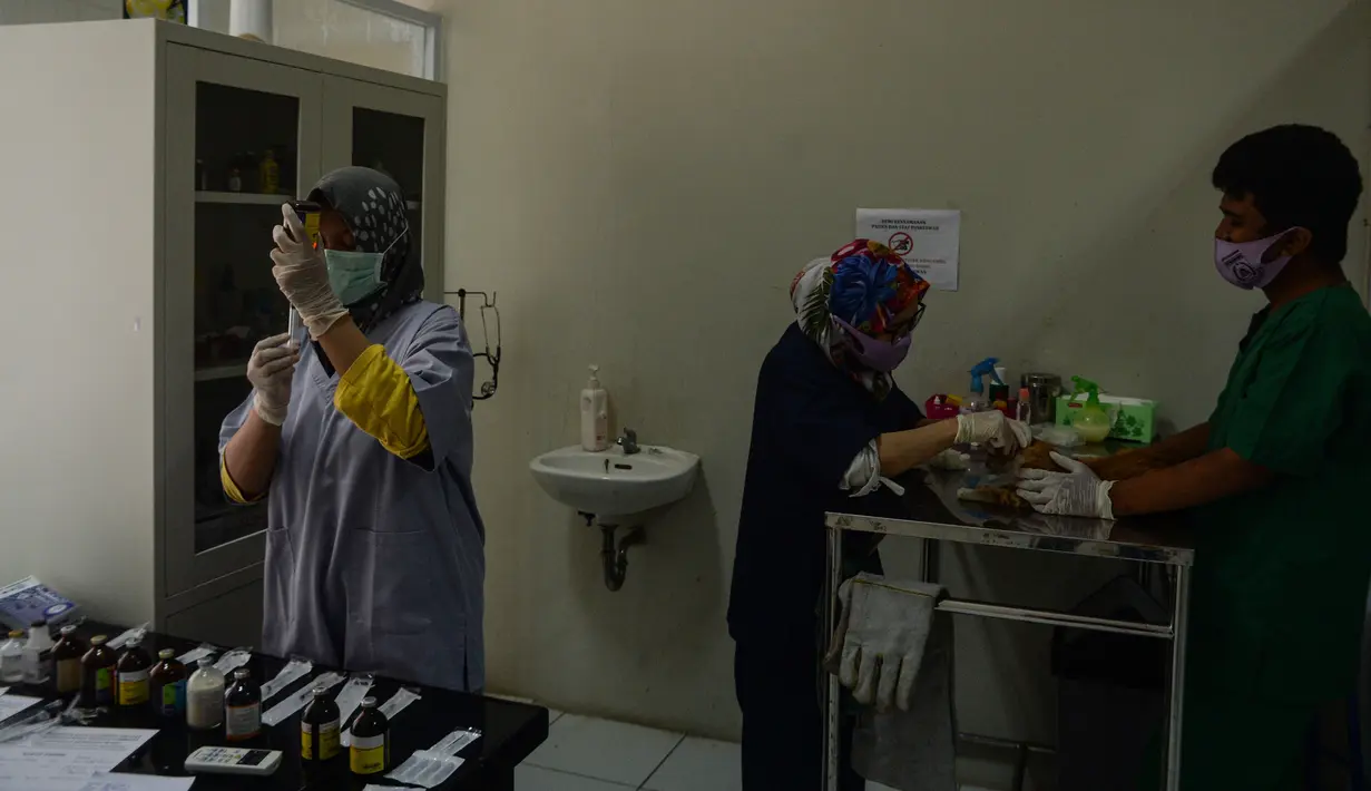 Dokter hewan mengecek kesehatan seekor kucing sebagai bagian dari layanan kesehatan hewan peliharaan di tengah pandemi COVID-19 di klinik hewan di Desa Jombang, Tangerang Selatan, Banten, Rabu (5/8/2020). (Xinhua/Agung Kuncahya B.)