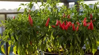 8 Tanaman Sayur Berbunga Cantik yang Tahan Panas untuk Teras, Bisa Dipanen Sekaligus Mempercantik Rumah