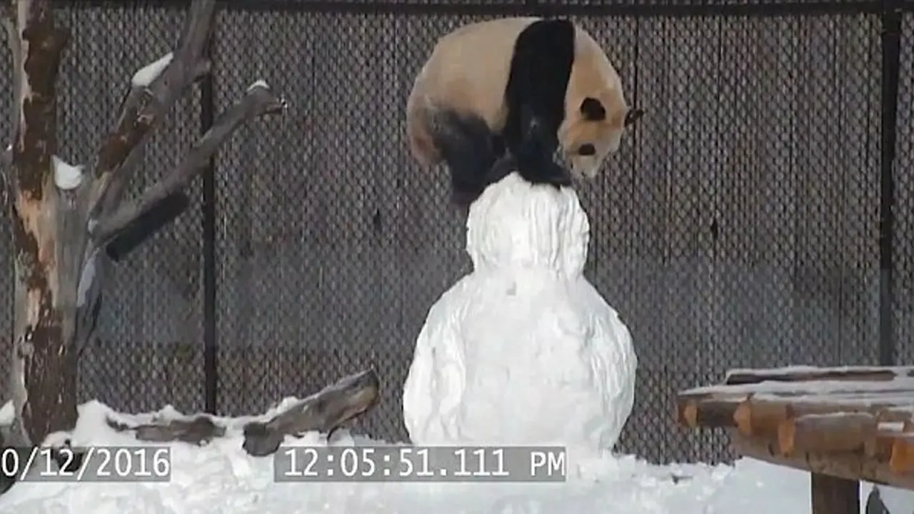 Aksi Menggemaskan Panda 'Main' Boneka Salju