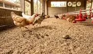 TOP 3 HOT: Bahan Alas Kandang Ayam hingga Desain Rumah dengan Secondary Skin