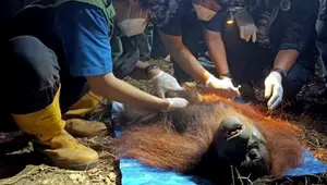 Orangutan Ditemukan Terbaring Lemas di Area Kebakaran Hutan Kalimantan
