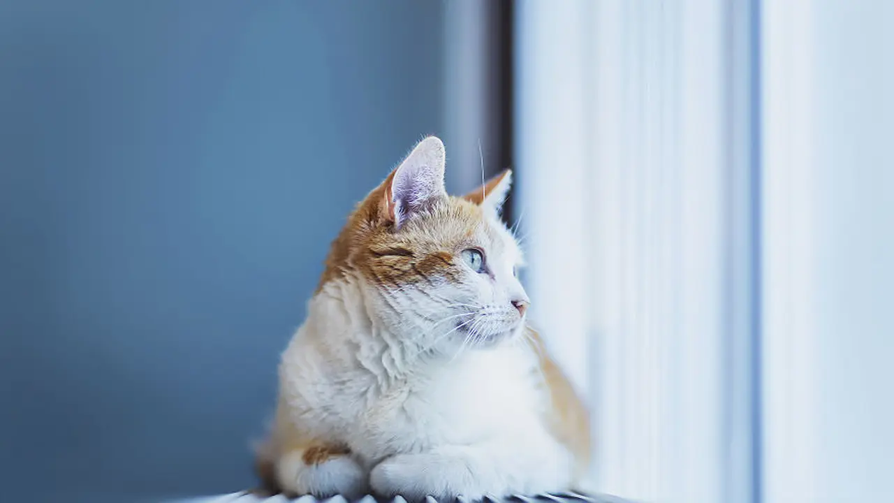 Meongers? Ini Segudang Fakta Menarik tentang Kucing
