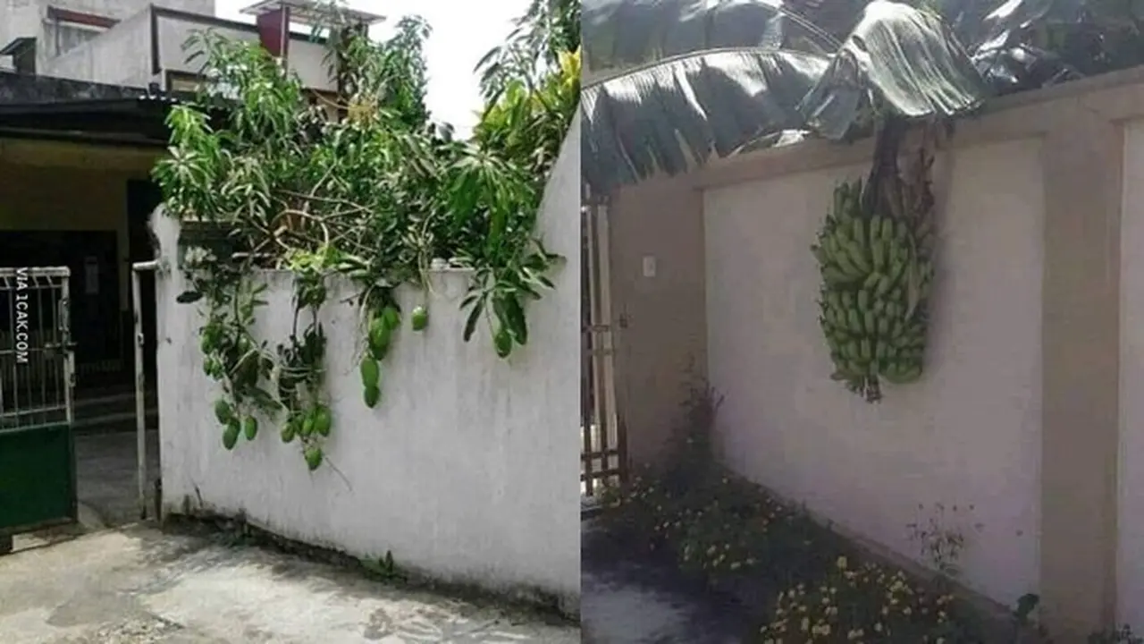 6 Momen Tak Terduga Ketiban Rezeki Buah Tetangga, Mujur Banget