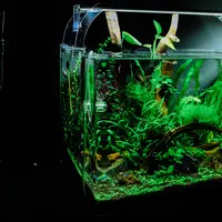 Ilustrasi akuarium bersih. (Foto: Unsplash/Huy Phan)