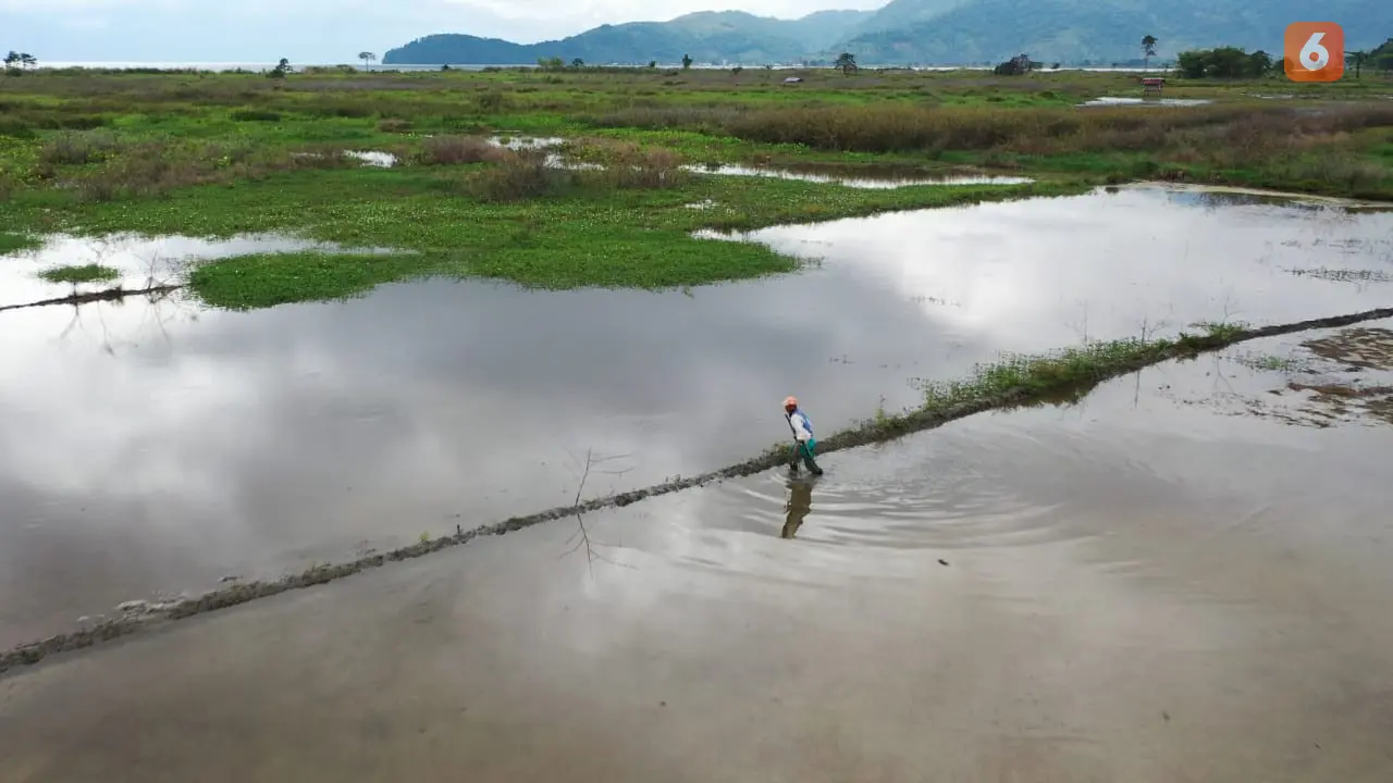 luapan danau poso yang menggenangi sawah desa meko