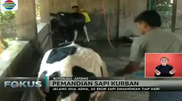 Pemandian sapi ini tiap harinya bisa didatangi 30 ekor hingga sekitar 60 ekor sapi. 