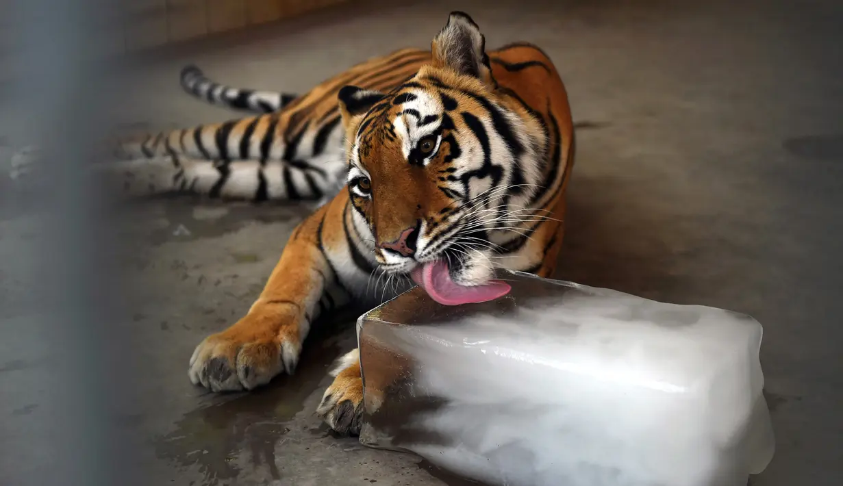 Seekor harimau menjilati bongkahan es batu di Kebun Binatang Karachi saat gelombang panas melanda Pakistan, Rabu (19/4). Gelombang panas tengah melanda beberapa wilayah Pakistan hingga membuat suhu meningkat jadi 45 derajat celcius. (RIZWAN TABASSUM/AFP)