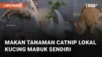Pemilik kucing ini berikan makanan tanaman catnip lokal ke peliharaan kucingnya mengundang perhatian