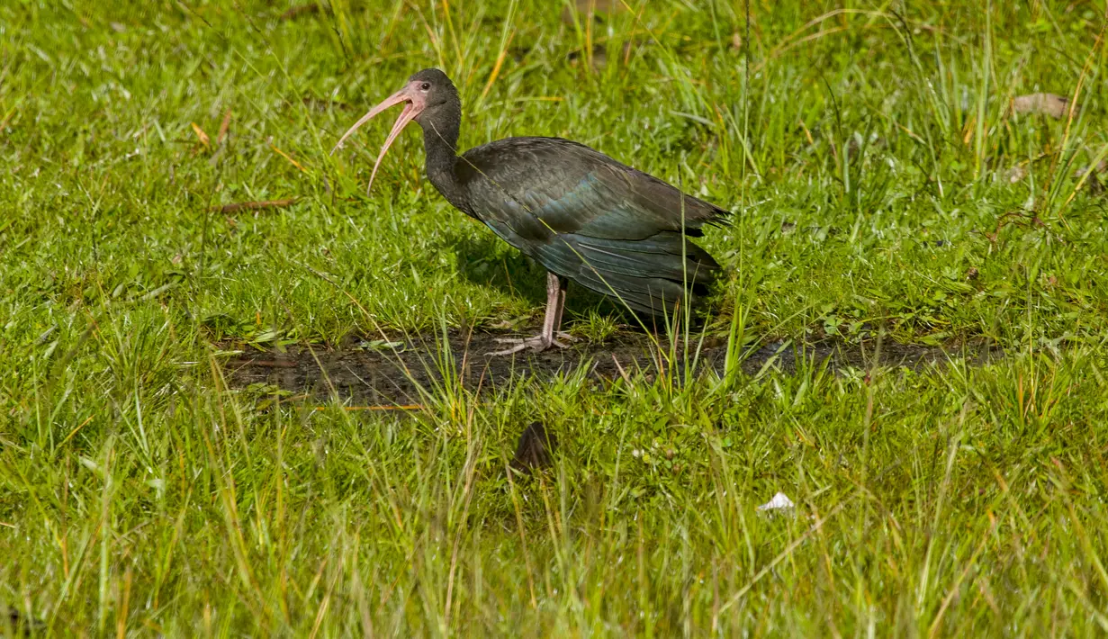 Seekor burung bertengger di pepohonan di bukit San Miguel, dekat Medellin, Kolombia, Kamis (18/5). Pada tanggal 17 Mei, Kolombia diumumkan sebagai juara Global Big Day, dengan 1.486 spesies burung. (AFP/JOAQUIN SARMIENTO)