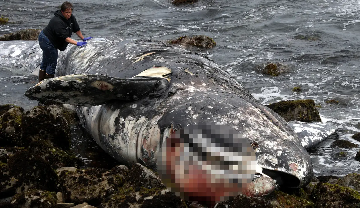 Pekerja Pacifica City memeriksa bangkai paus abu-abu yang terdampar di Pantai Pacifica State, California (14/5/2019). Paus mati tersebut merupakan yang kesepuluh ditemukan terdampar di pantai di Wilayah Teluk San Francisco sejak Maret lalu. (AFP Photo/Justin Sullivan)