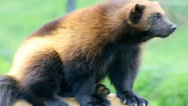 Foto: Copyright ZooChat