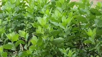 Tanaman herbal sebenarnya gampang tumbuh disekitar kita. Beberapa tumbuhan tersebut sangat bermanfaat untuk menghilangkan bau badan.