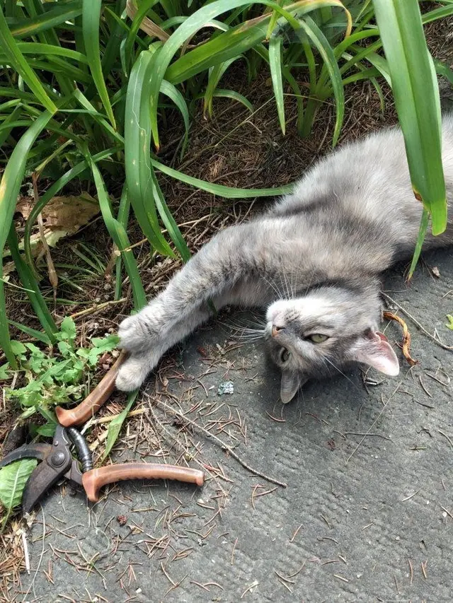8 Potret Kucing saat Bantu Pemiliknya Kerja Ini Bikin Gemas