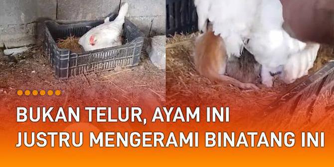 VIDEO: Bukan Telur, Ayam Ini Justru Mengerami Binatang Ini