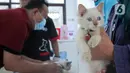 Warga membawa kucing saat pelaksanaan vaksinasi antirabies di Pusat Kesehatan Hewan (Puskeswan) Kota Tangerang, Banten, Rabu (3/3/2021). Sebanyak 500 hewan mendapat vaksin antirabies yang diberikan oleh Pemerintah Kota Tangerang melalui Dinas Ketahanan Pangan. (Liputan6.com/Angga Yuniar)