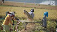 Petani memisahkan gabah saat panen padi di sawah Desa Bube Baru, Kecamatan Suwawa, Kabupaten Bone Bolango, Gorontalo (15/3). Mereka lebih memilih menggunakan tenaga manusia agar Kebersamaan mereka terhaga. (Liputan6.com/Arfandi Ibrahim)