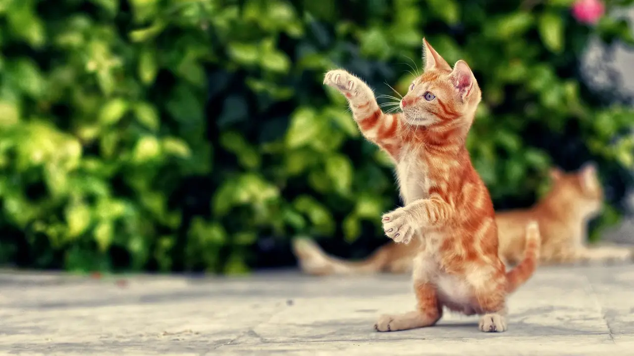 Bukti Kalau Kucing Mengalami Perkembangan yang Sama dengan Orang