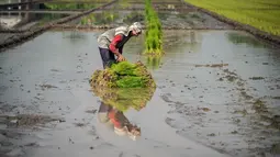 Seorang petani menanam bibit padi di Sidoarjo, Jawa Timur, Rabu 3 Juni 2026. (JUNI KRISWANTO/AFP)