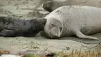 Gajah laut dan anak-anaknya terlihat di Pantai Drakes, California, Jumat (1/2). Pemerintah setempat memutuskan menutup pantai itu hingga para gajah laut memutuskan untuk pergi, meski tak jelas kapan mereka akan meninggalkan tempat itu. (AP/Eric Risberg)