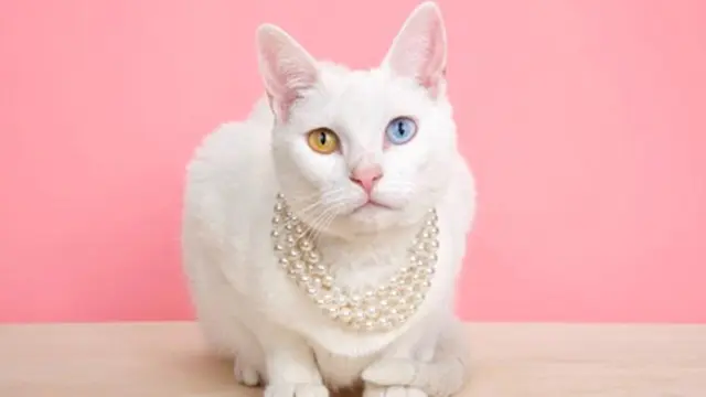 Kalung Kucing