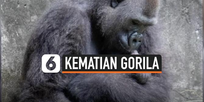 VIDEO: Bayi Gorila Langka di New Orleans Meninggal