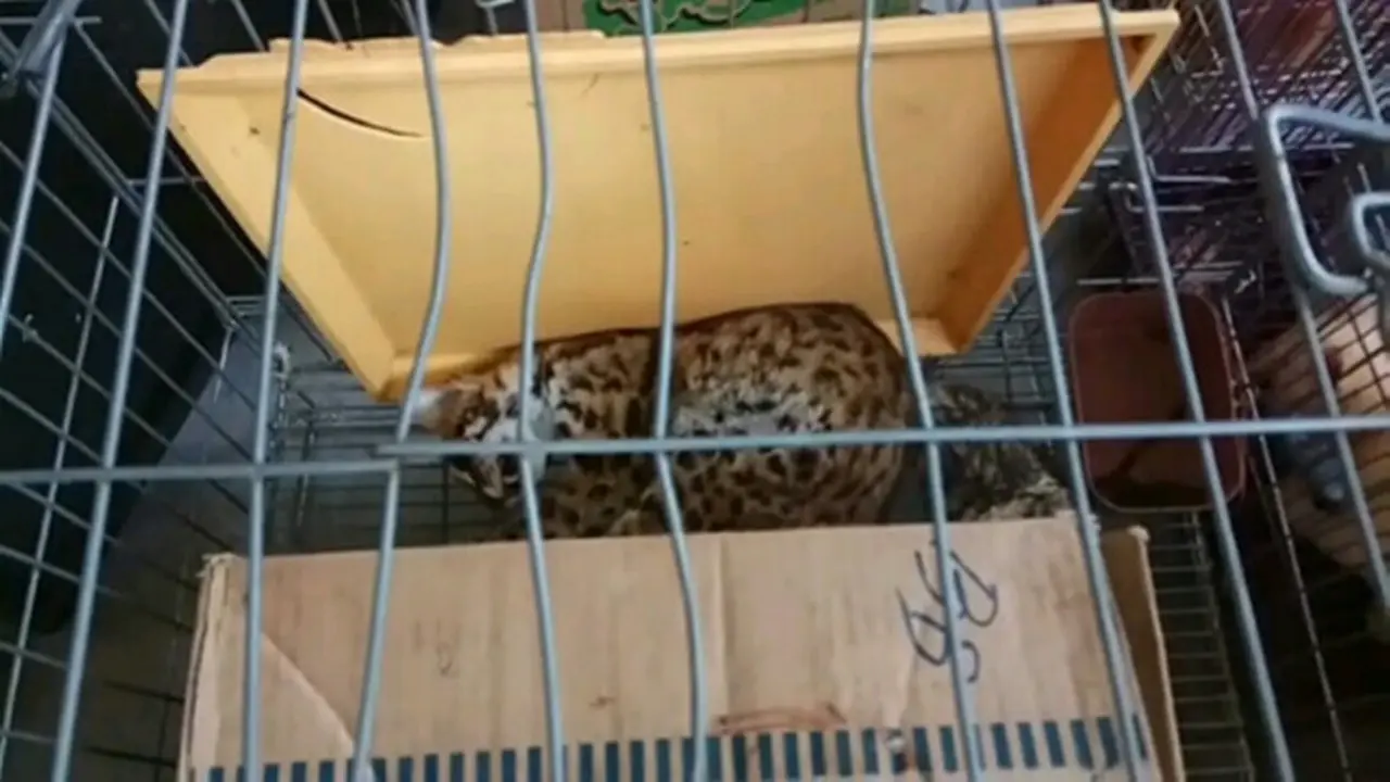 Pria Pekanbaru Tawan 7 Macan Dahan Langka di Rumah