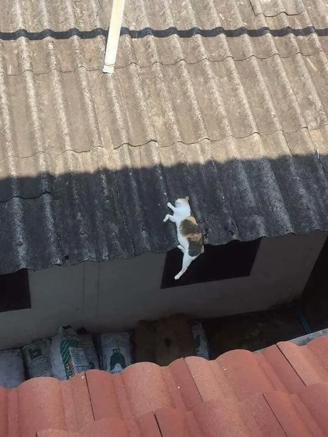 6 Lokasi Kucing Tidur Ini Tidak Biasa, Bikin Geleng Kepala