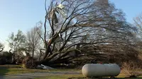 Sebuah pohon tumbang akibat tornado yang menghatam Clarksdale, Mississipi, Kamis (24/12). Badai tornado menerjang wilayah Amerika Serikat bagian selatan dan menewaskan 11 orang.  (REUTERS/ Justin A. Shaw)