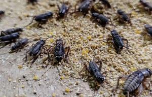 Jangkrik yang hampir siap panen di peternakan jangkrik Yugo Yunianto di Menden, Kebonarum, Klaten (Foto: Liputan6.com/Ibrahim Hasan)