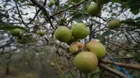 Pertanian apel di Kota Batu pernah mencapai puncak keemasannya pada awal tahun 2000an. Tapi kini&nbsp;luas lahan pertanian dan produktivitas apel di kota ini semakin menyusut (Istimewa)