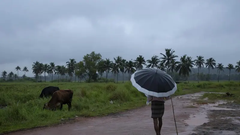 Seorang pria memegang payung dan mengawasi sapi-sapinya yang sedang merumput pada hari hujan di Kochi, negara bagian Kerala, India, Sabtu, 16 Oktober 2021 (AP Photo)