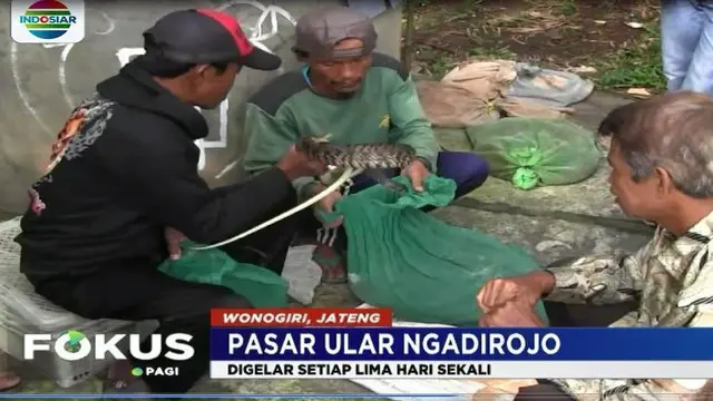 Disini ratusan reptil yang identik dengan hewan menakutkan itu digelarr setiap 5 hari sekali atau dalam penanggalan Jawa disebut Pon.