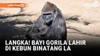 Bayi gorila lahir di Los Angeles Zoo dan menjadi kelahiran primata kelima dalam empat bulan terakhir. Sebelumnya tiga bayi simpanse dan satu orangutan juga lahir di fasilitas tersebut. Kondisi bayi gorila sehat meski jenis kelaminnya belum diumumkan.