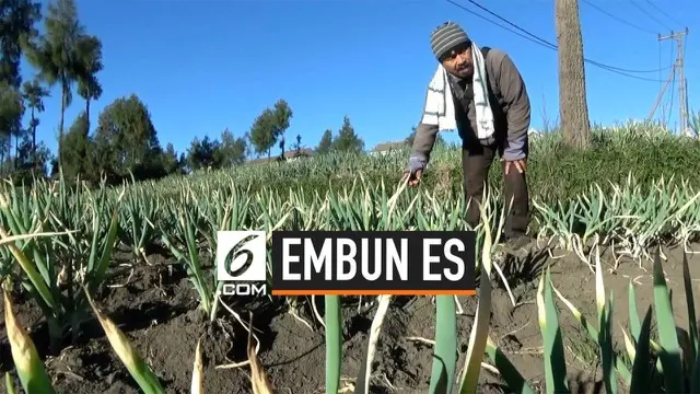 Embun es merusak lahan tanaman warga di Probolinggo. Tanaman rusak akibat kandungan belerang di dalam embun.