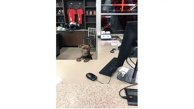 Tak Biasa, Anjing-anjing Ini Jadi Pekerja Layaknya Manusia