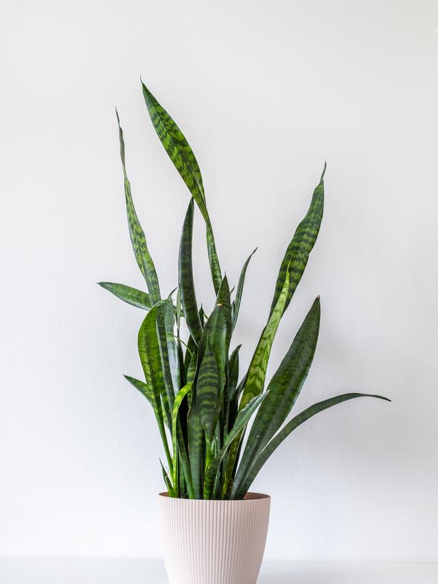 Tanaman Hias Snake Plant