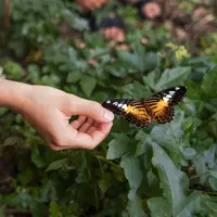 Ilustrasi Kupu-kupu/https://www.freepik.com/freepik&nbsp;