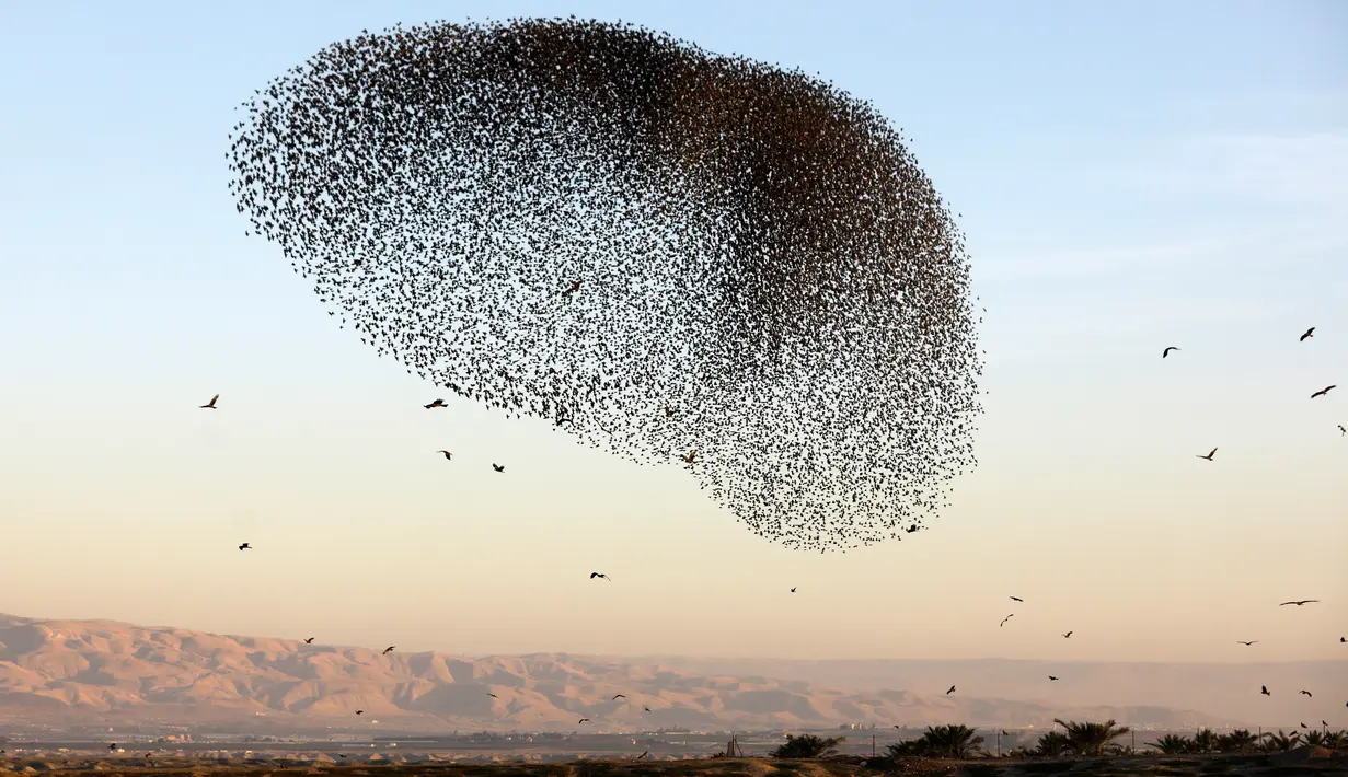 Sekawanan burung jalak eropa (Sturnus vulgaris) terbang berkelompok membentuk pola saat bermigrasi melintasi Lembah Jordan di Tepi Barat, sepanjang perbatasan dengan Yordania pada 3 Februari 2019. (MENAHEM KAHANA / AFP)