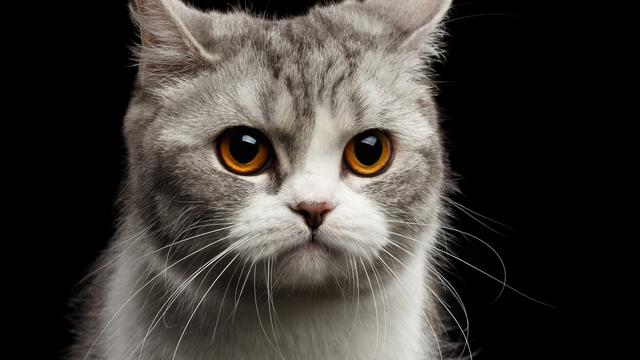 Ciri Ciri Kucing Stres Perhatikan Tingkah Lakunya Dan Ketahui Sejak Dini Citizen6 Liputan6 Com