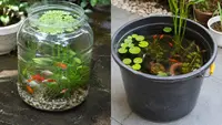 Kolam Mini Galon vs Ember, Mana yang Lebih Cocok untuk Memelihara Ikan Hias? Ini Perbandingannya