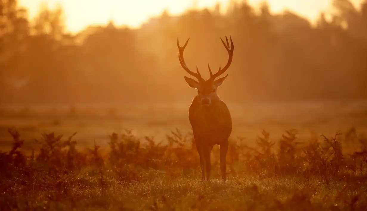 Seekor rusa jantan muda berdiri di bawah cahaya matahari terbit selama musim rutting (kawin) yang berlangsung pada musim gugur di Bushy Park, London, Rabu (14/10/2020). Musim gugur merupakan awal musim kawin bagi kawanan rusa merah.  (AP Photo/Matt Dunham)