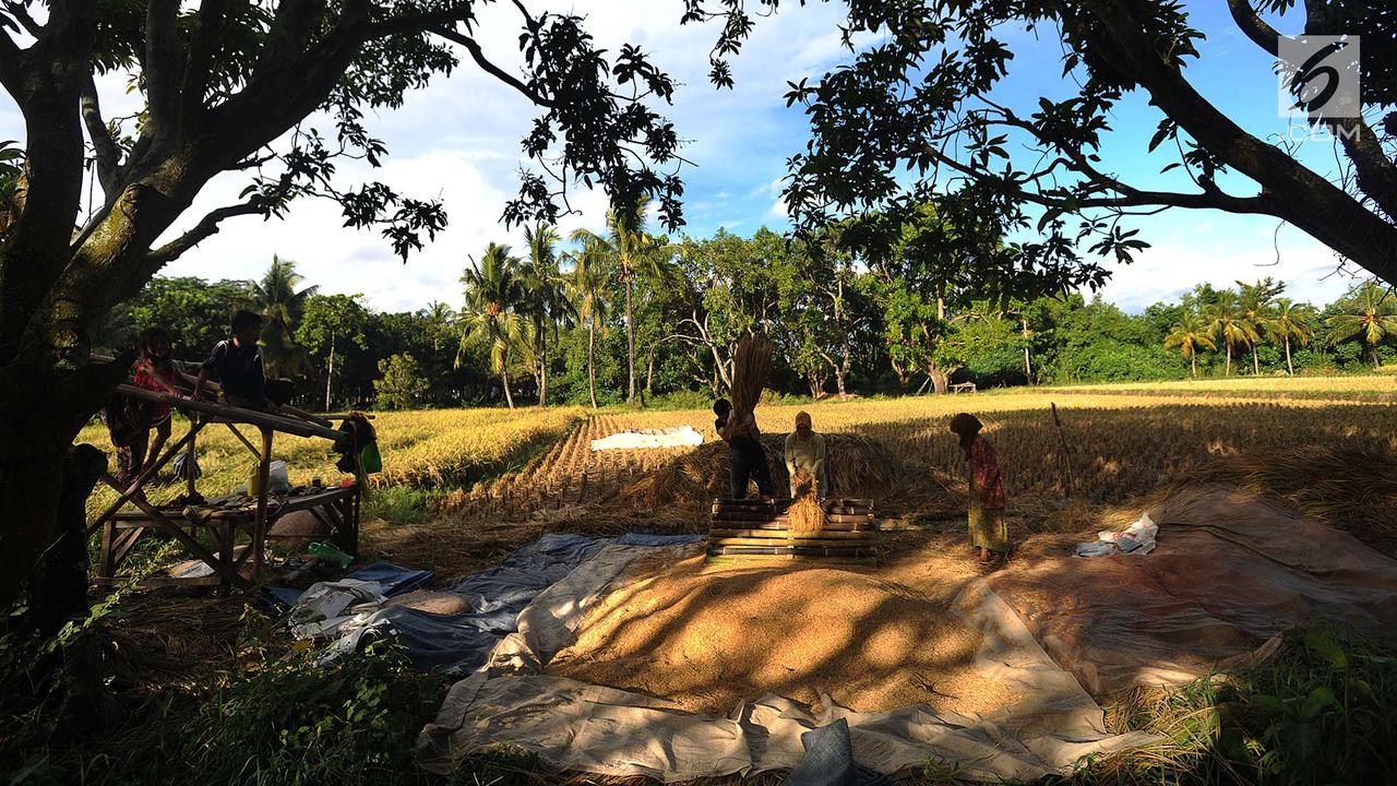 Harga Gabah Kering Turun