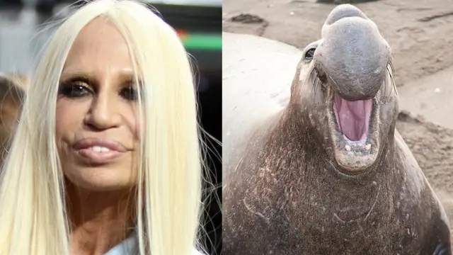 Benarkah 5 Artis Ini Berwajah Mirip Hewan?
