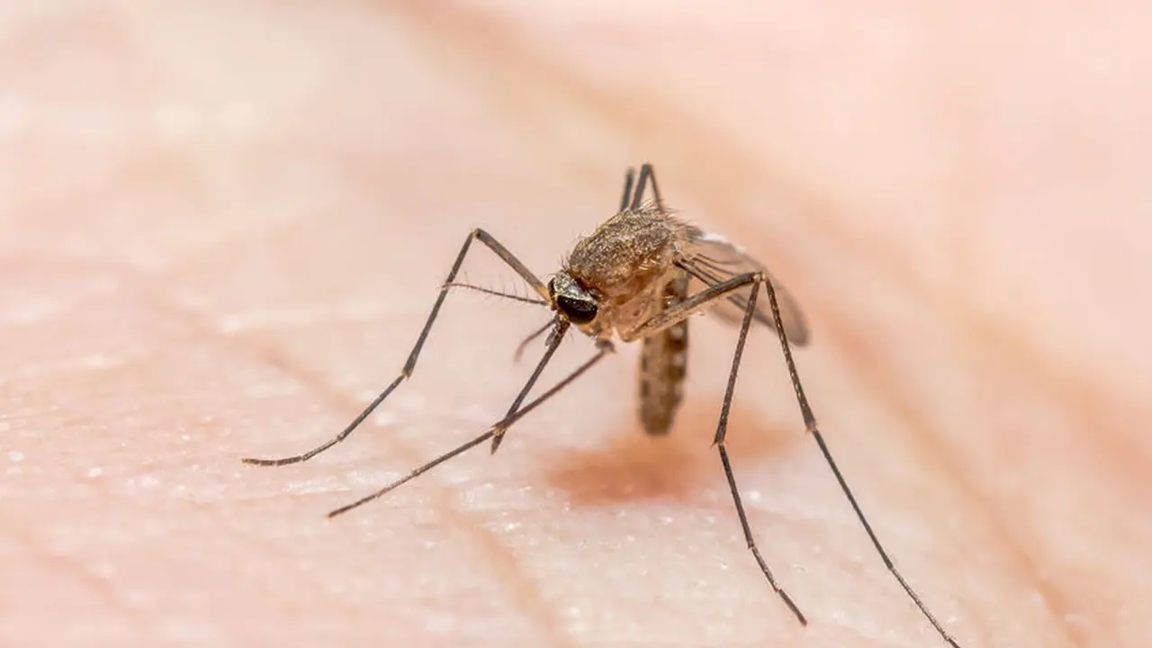 Malaria