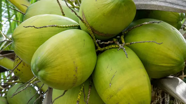 Trik Memilih Kelapa Muda yang Airnya Manis/Photo by Rusty Watson on Unsplash