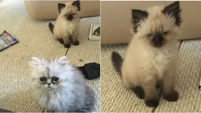 7 Potret Ekspresi Kucing saat Cemburu pada Hewan Lain, Berjuang Cari Perhatian