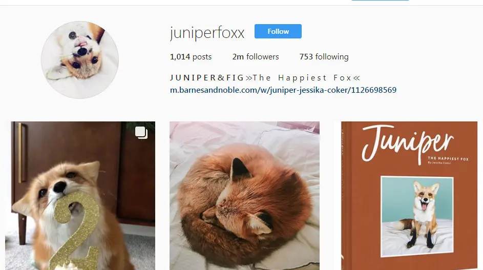 	Akun Instagram rubah Juniper Foxx memiliki follower yang cukup banyak (Sumber: Instagram @juniperfoxx)