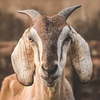 Ilustrasi Kambing/https://unsplash.com/Marwan Ahmed