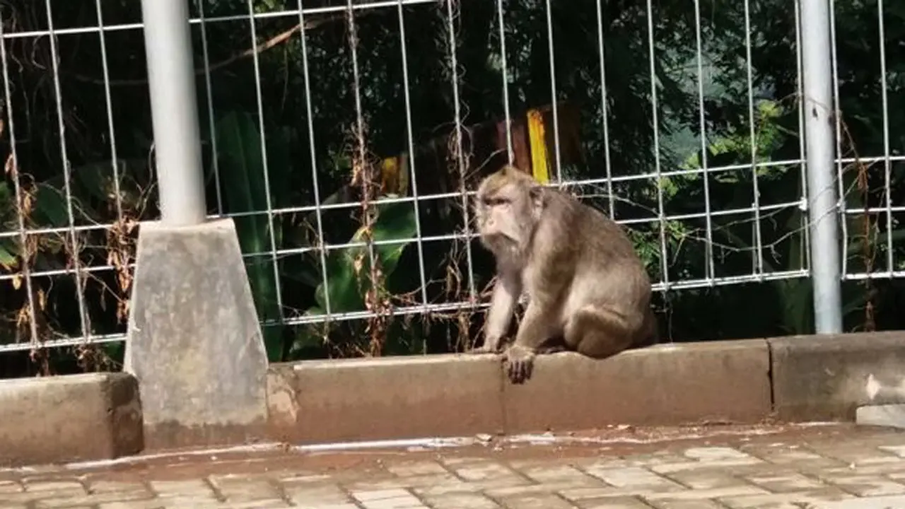 Serangan monyet